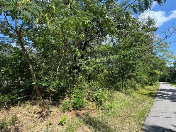 a view of a yard with plants and large trees