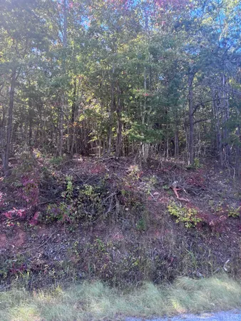 a view of a yard with a trees