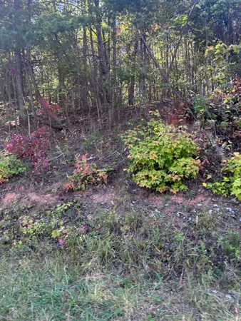 a view of a garden with plants