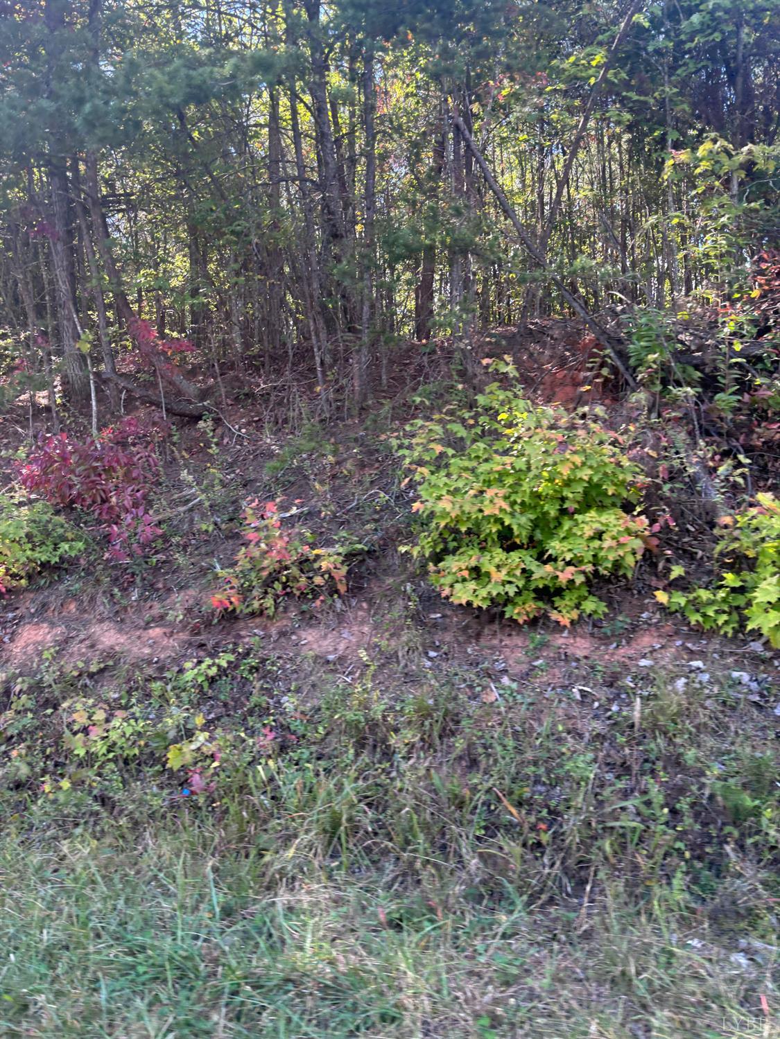 0 Gallows Road Gretna, VA 24557 - Photo 9 of 11 a view of a garden with plants