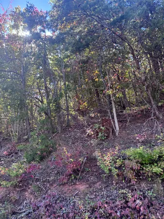 a view of a forest