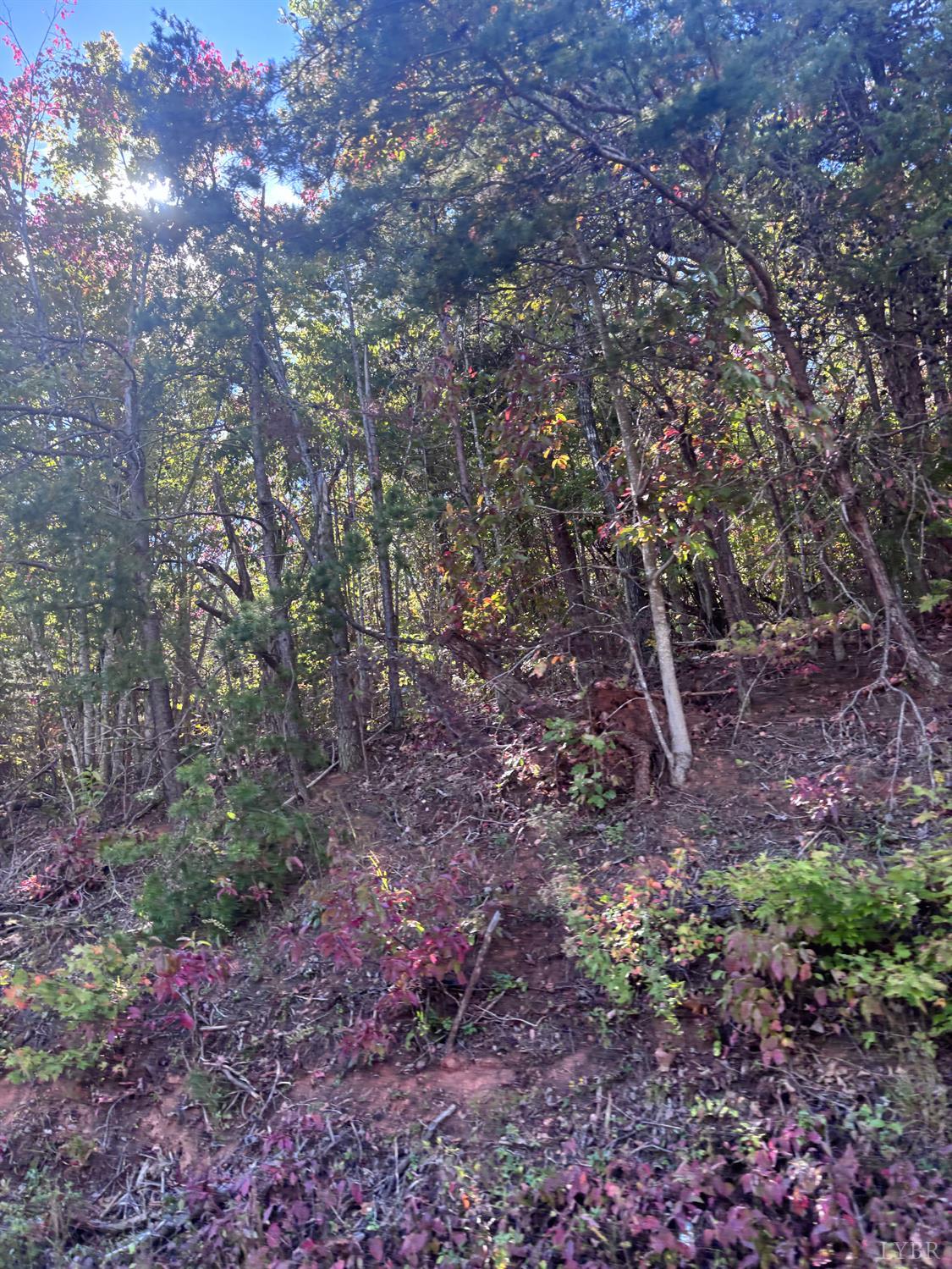 0 Gallows Road Gretna, VA 24557 - Photo 10 of 11 a view of a forest