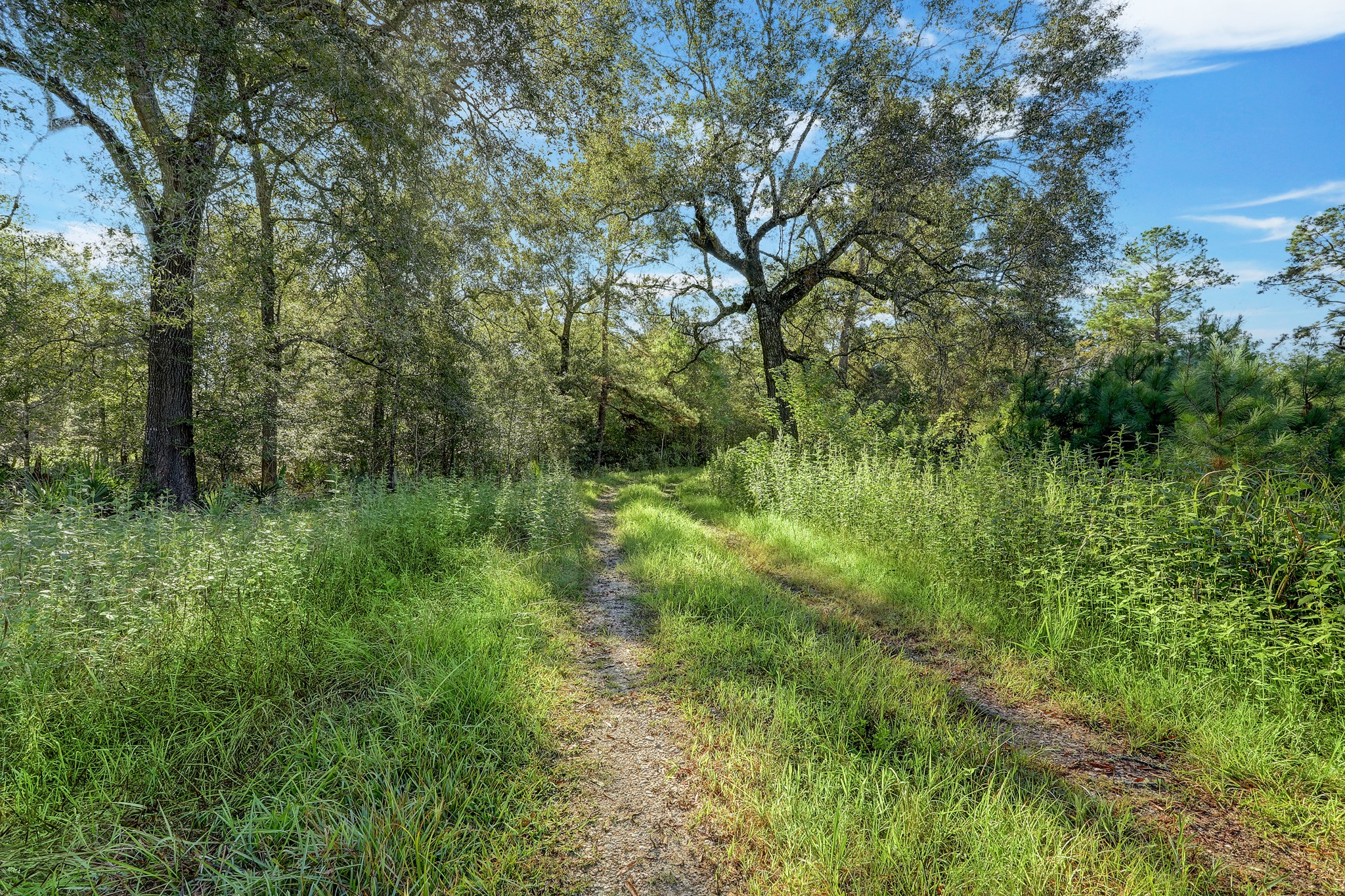 18760 Pin Oak Road Conroe, TX 77385 - Photo 11 of 12 a view of a lush green forest
