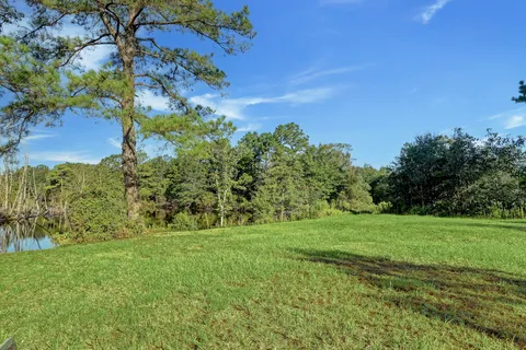 a view of a lush green forest