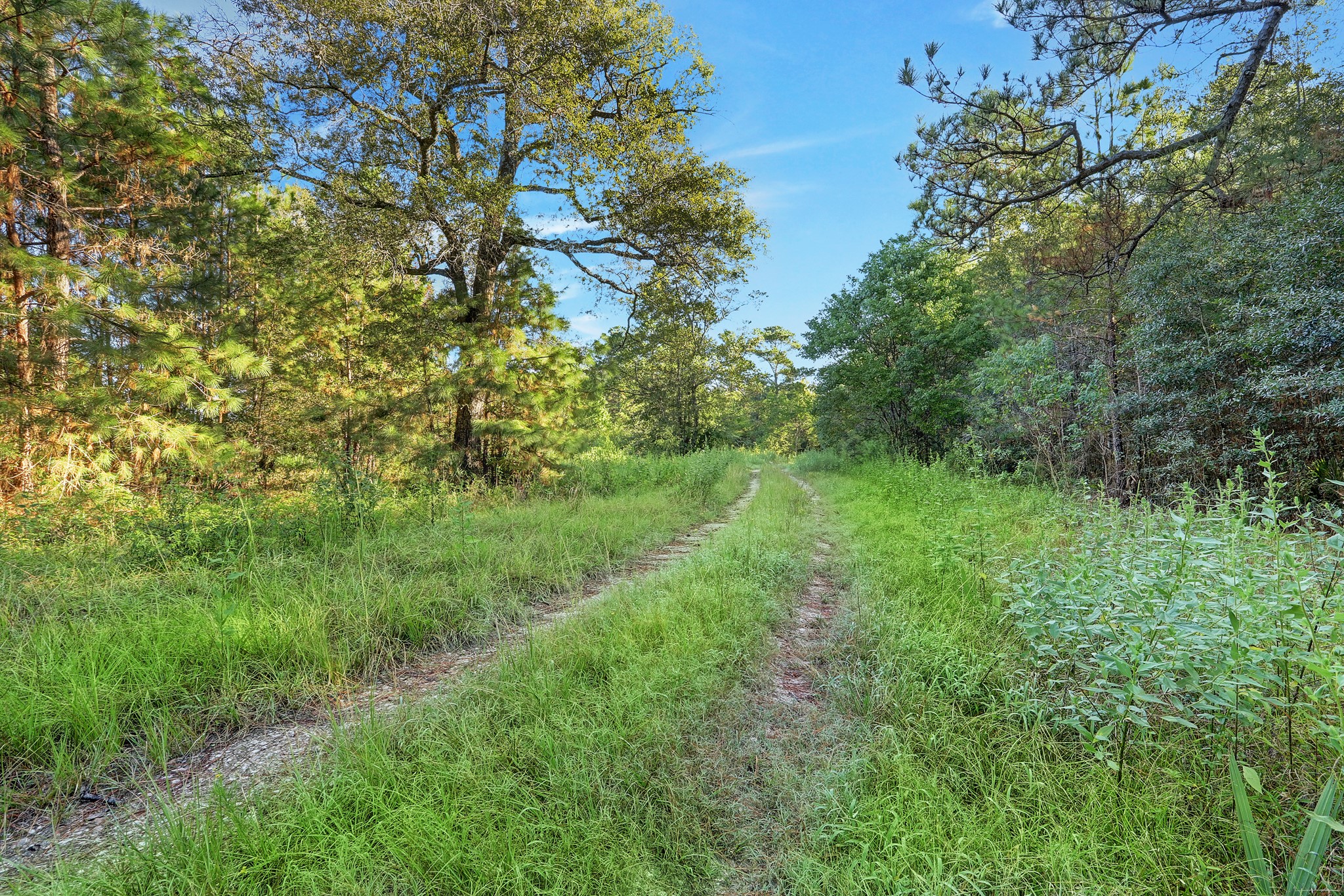18760 Pin Oak Road Conroe, TX 77385 - Photo 9 of 12 a view of a lush green space