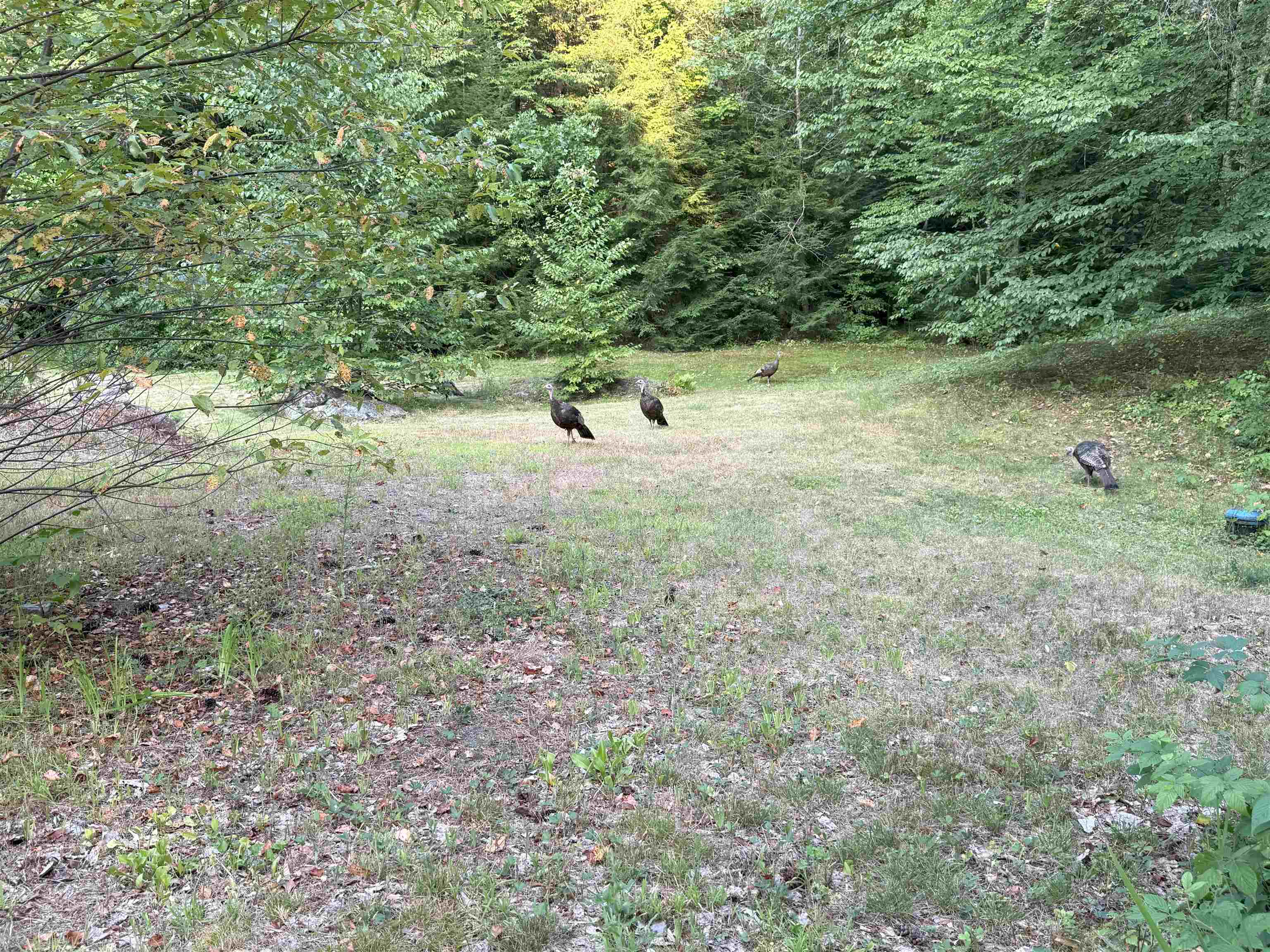 22 Greenwood Road Weare, NH 03281 - Photo 38 of 43