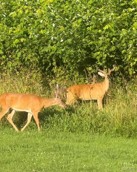 7303 South Fork Road Red Bud, IL 62278 - Photo 43 of 48