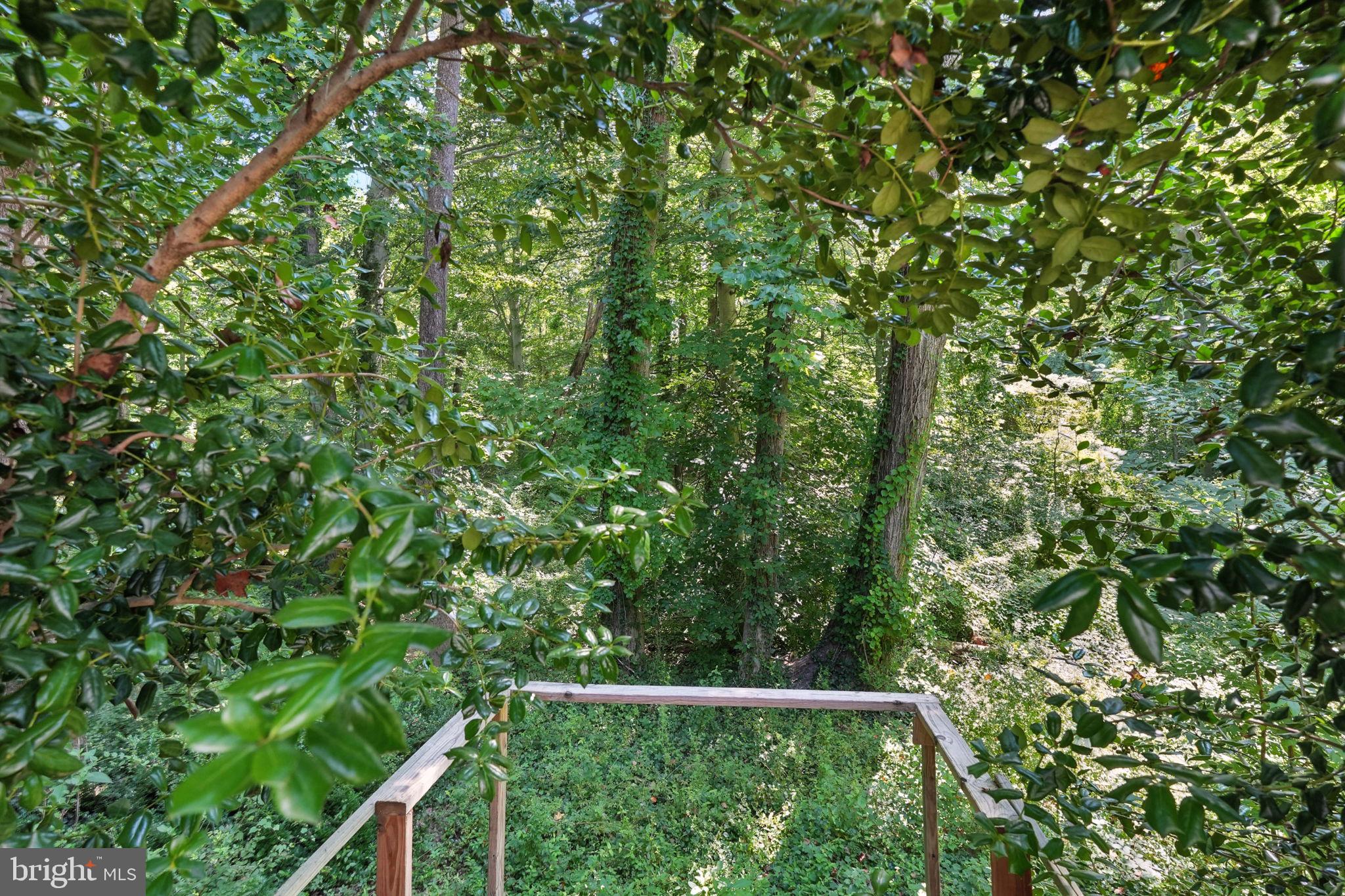 5206 Easton Drive Springfield, VA 22151 - Photo 39 of 39 a view of a yard with a tree