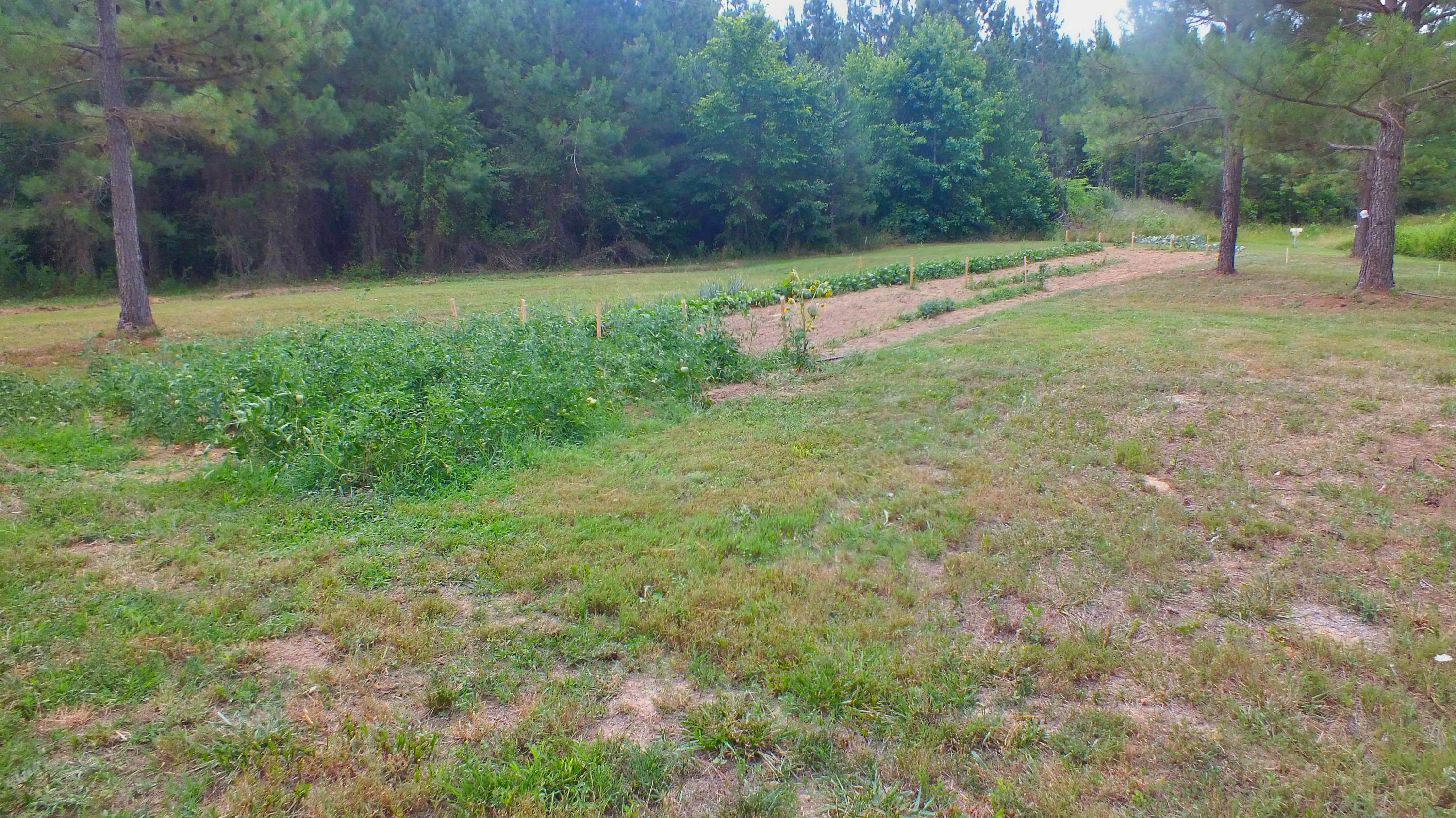 2511 Lower River Road Decatur, TN 37322 - Photo 34 of 40 garden
