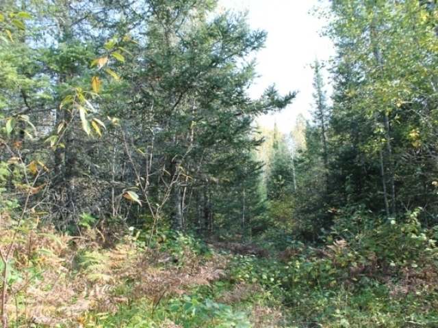 Lot 5 West Turtle Rpds Lane Mercer, WI 54547 - Photo 8 of 10 Gallery Image 8