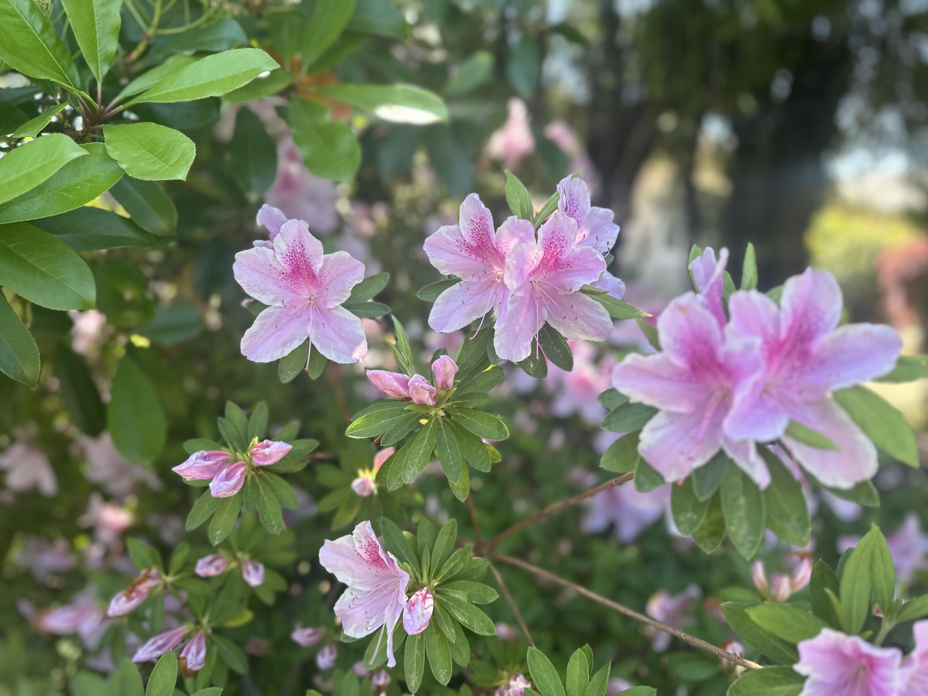 4125 Oro Street Redding, CA 96001 - Photo 38 of 52 flowers