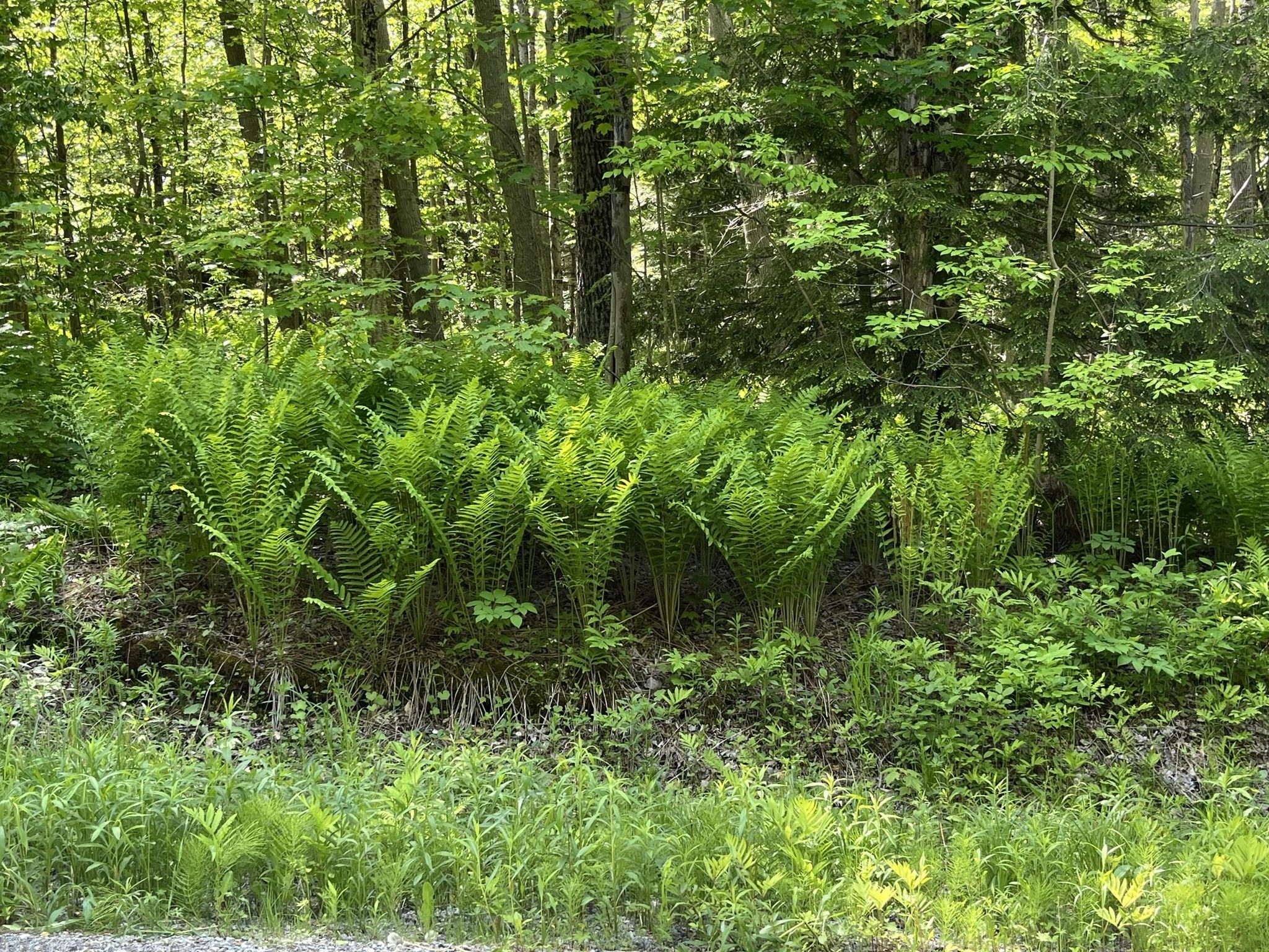 0 Arthur Pease Road Chester, MA 01011 - Photo 2 of 8 Gallery Image 2