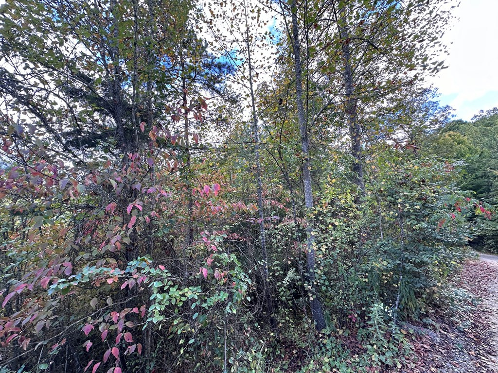 Tbd Ross Ridge Road Murphy, NC 28906 - Photo 7 of 13