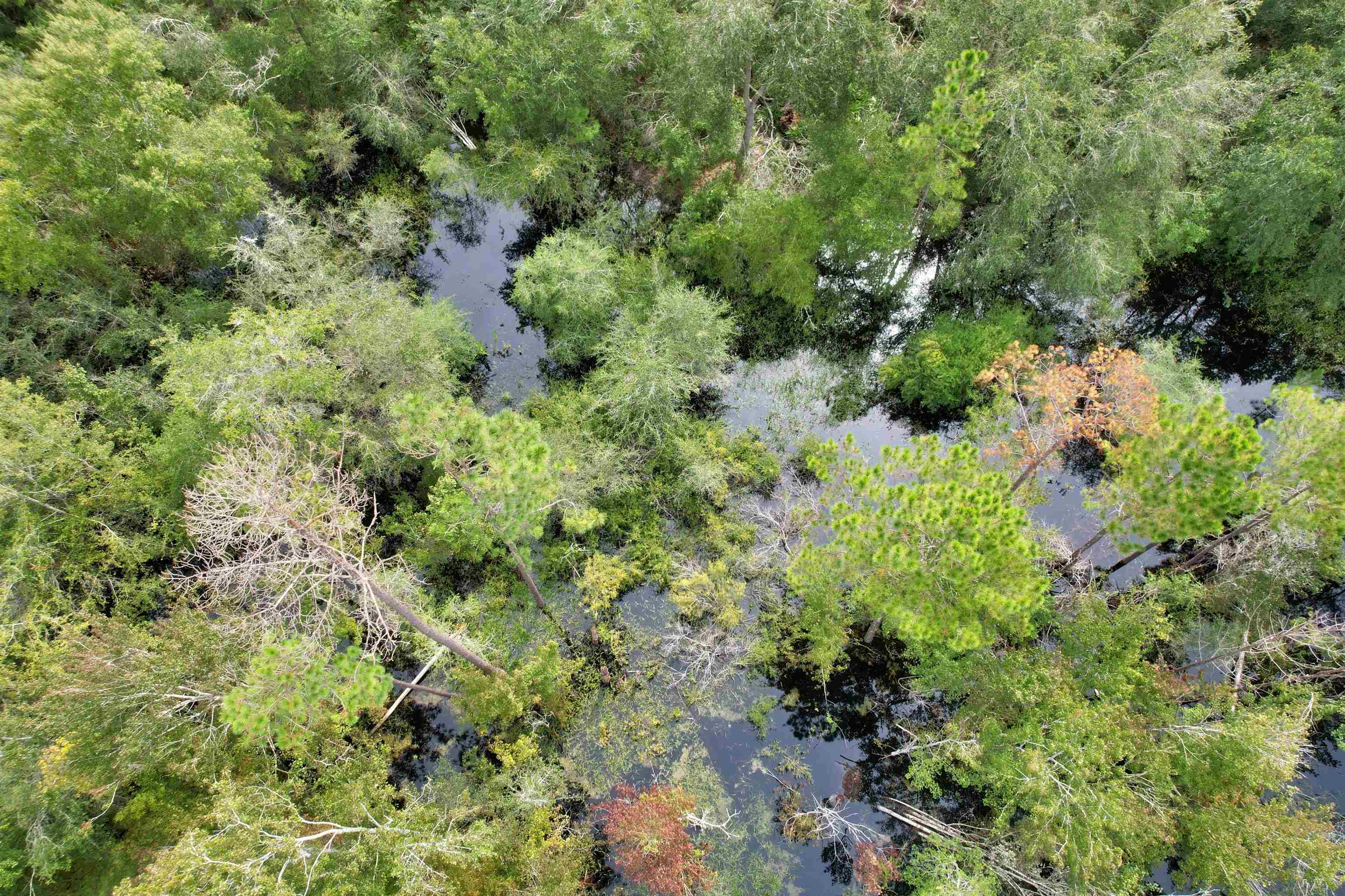 2 Tbd Mayo, FL 32066 - Photo 3 of 6