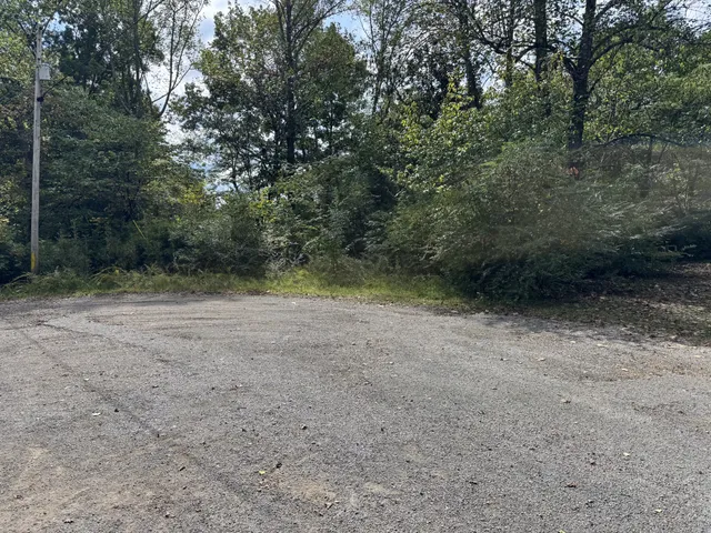 a view of a forest with trees in the background