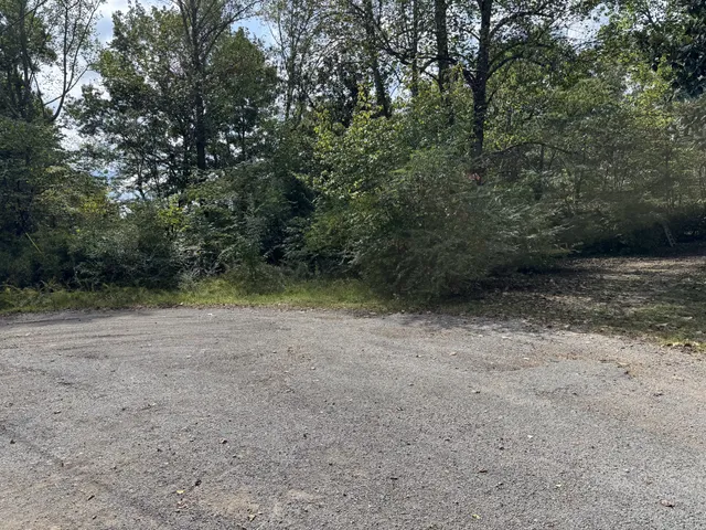a view of a forest with trees in the background
