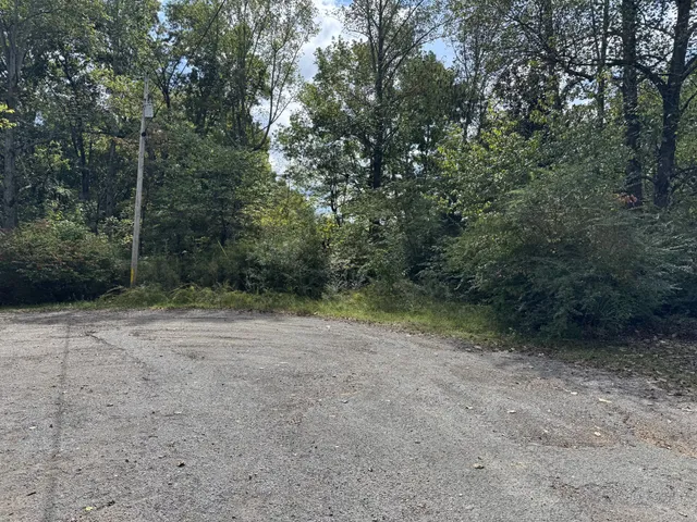 a view of a forest with trees in the background
