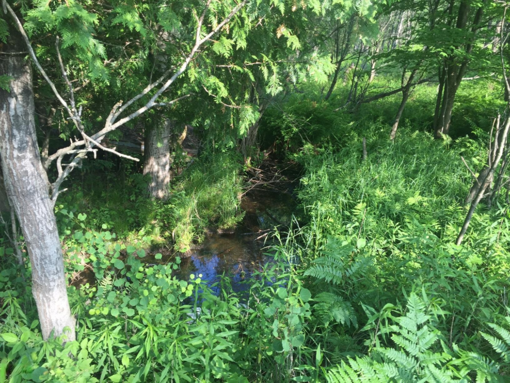 10 West 10 Mile Road Bitely, MI 49309 - Photo 2 of 15 IMG_0913