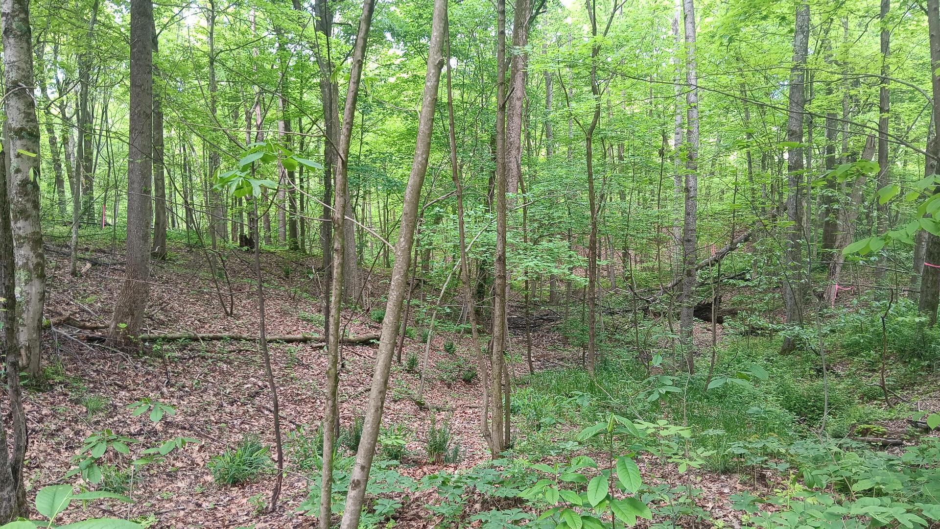 0 Sand Ridge Road, Unit ALBANY HIDEAWAY TRACT 1) Albany, OH 45710 - Photo 20 of 24 CT-20