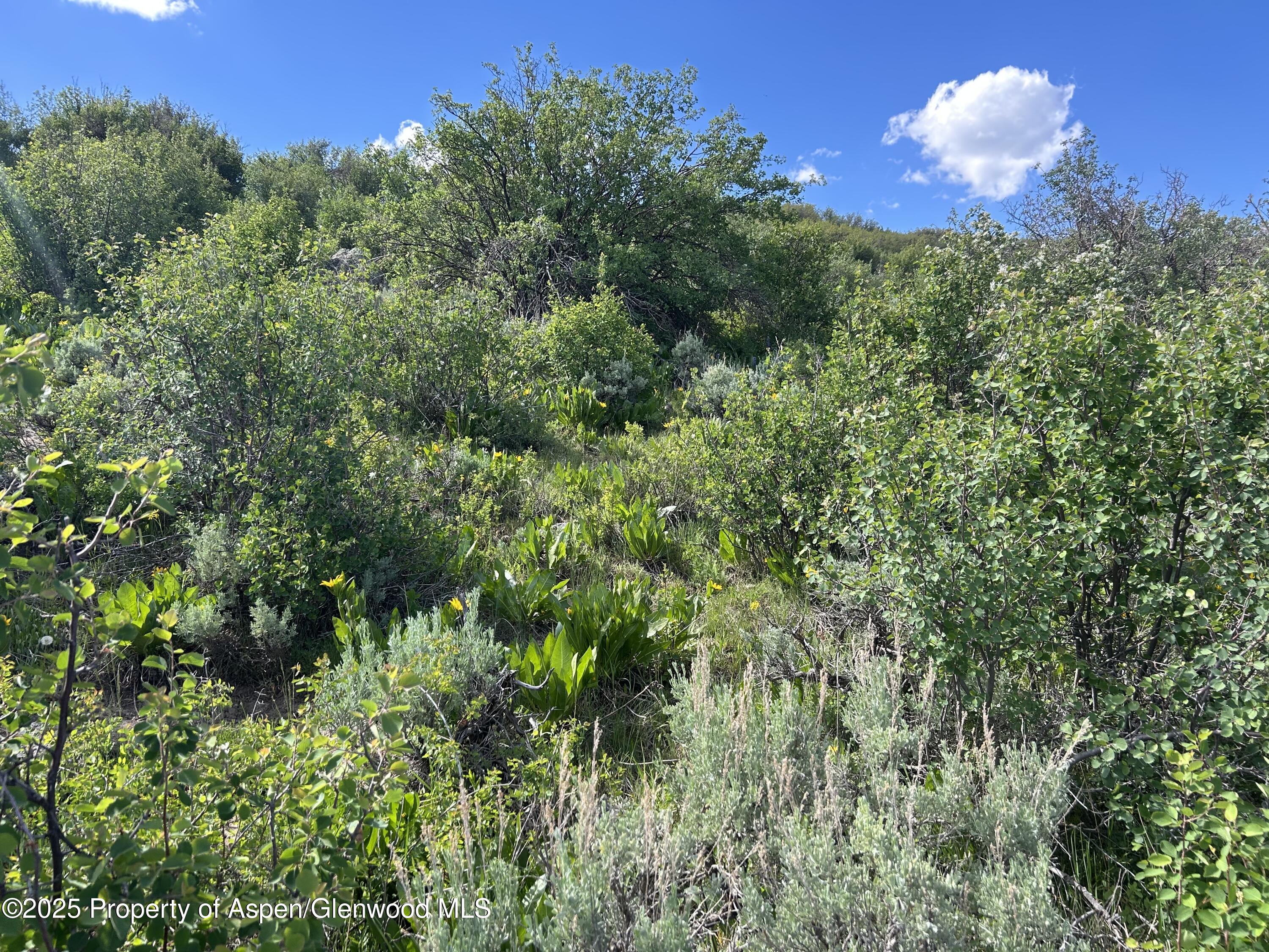 889 Granite Road, Unit LOT 446 Craig, CO 81625 - Photo 7 of 9 a view of a bunch of trees and bushes