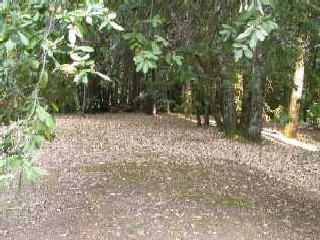 2495 Goose Road Willits, CA 95490 - Photo 3 of 4 a view of a yard with plants and trees