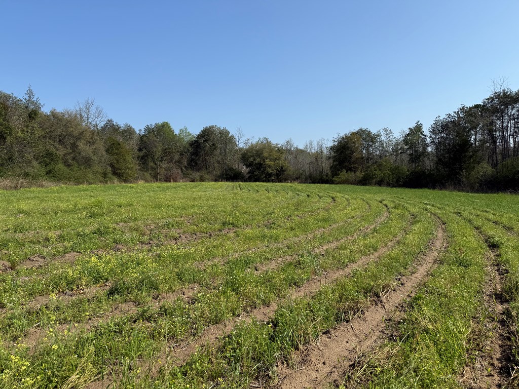 17.57-acres Red Oak Road Florala, AL 36442 - Photo 2 of 11