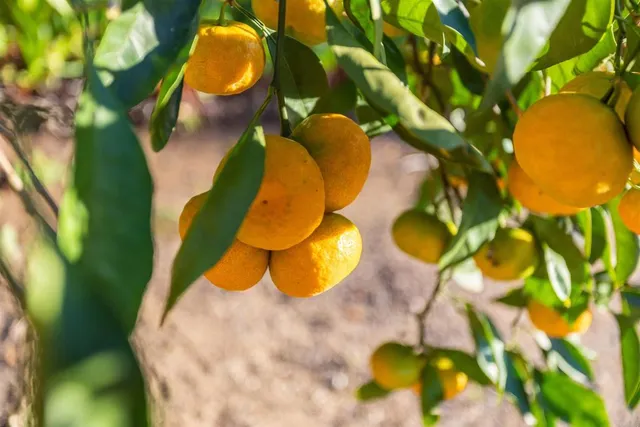 $1,340,000 | 351 Sheila Lane, Fallbrook, CA 92028