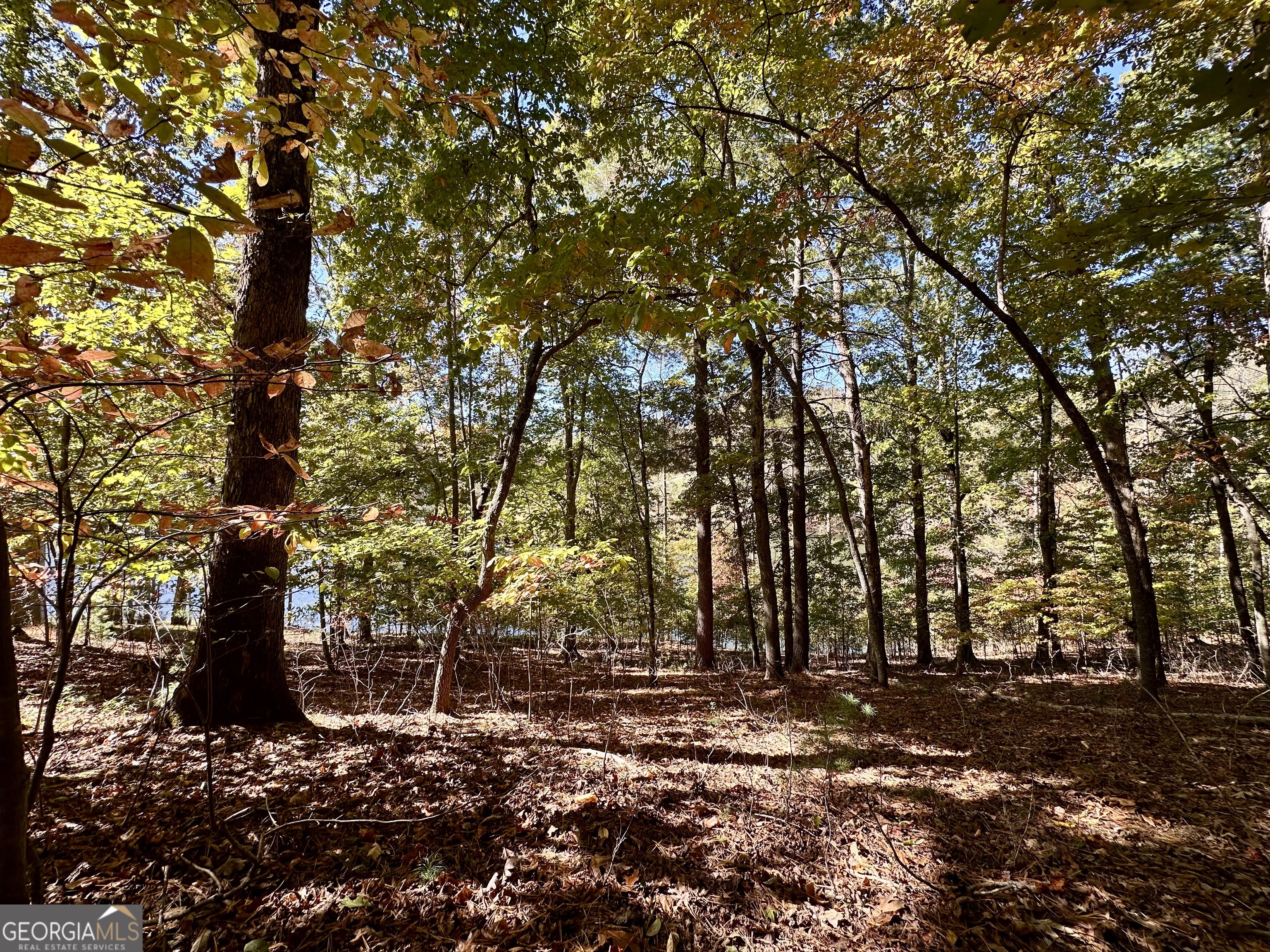 0 Forked Leaf Road, Unit 29 Cleveland, GA 30528 - Photo 15 of 39 a backyard of a house with lots of green space