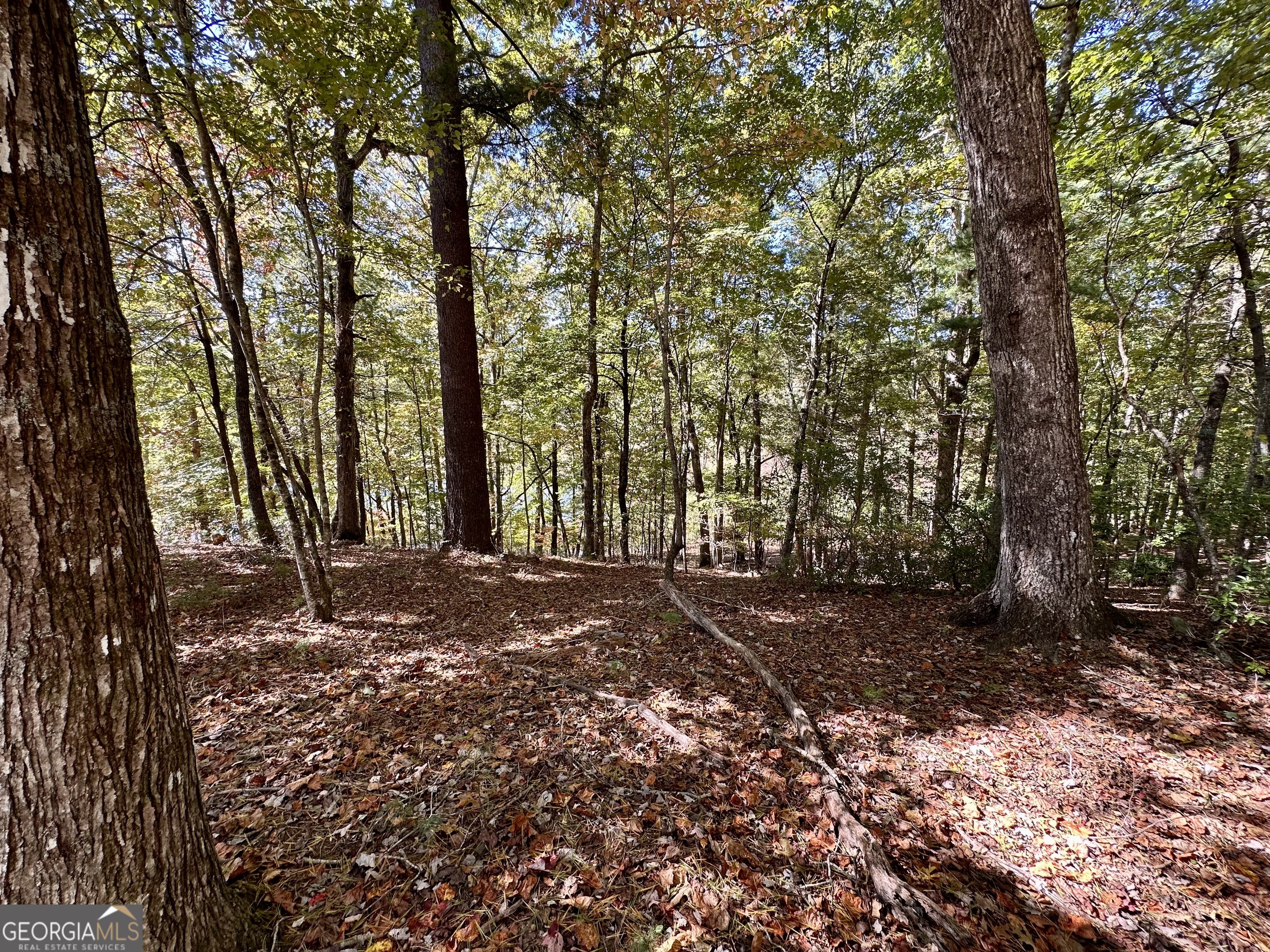 0 Forked Leaf Road, Unit 29 Cleveland, GA 30528 - Photo 3 of 39 a view of a tree in the middle of a yard