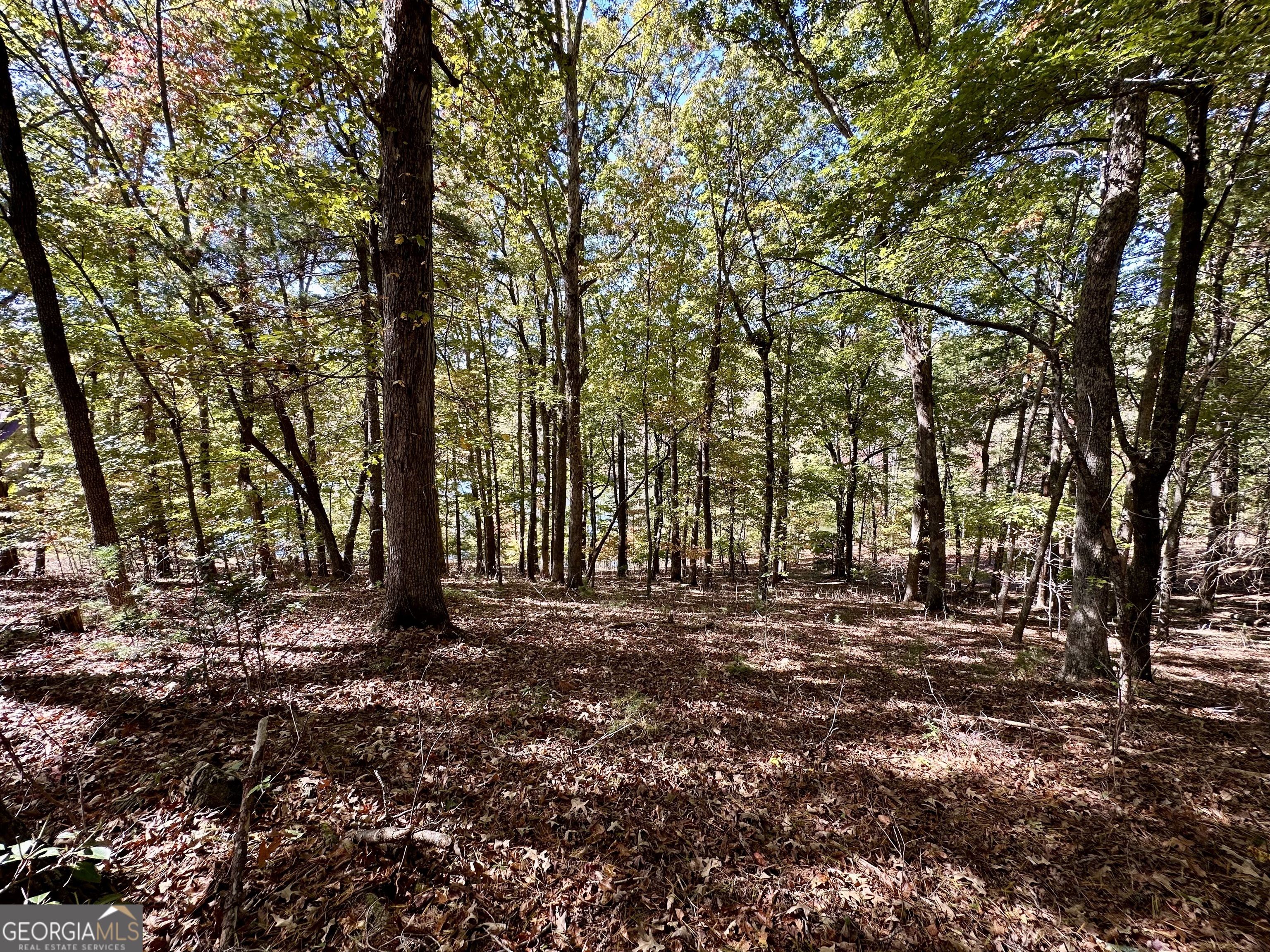 0 Forked Leaf Road, Unit 29 Cleveland, GA 30528 - Photo 5 of 39 a big yard with lots of green space and trees