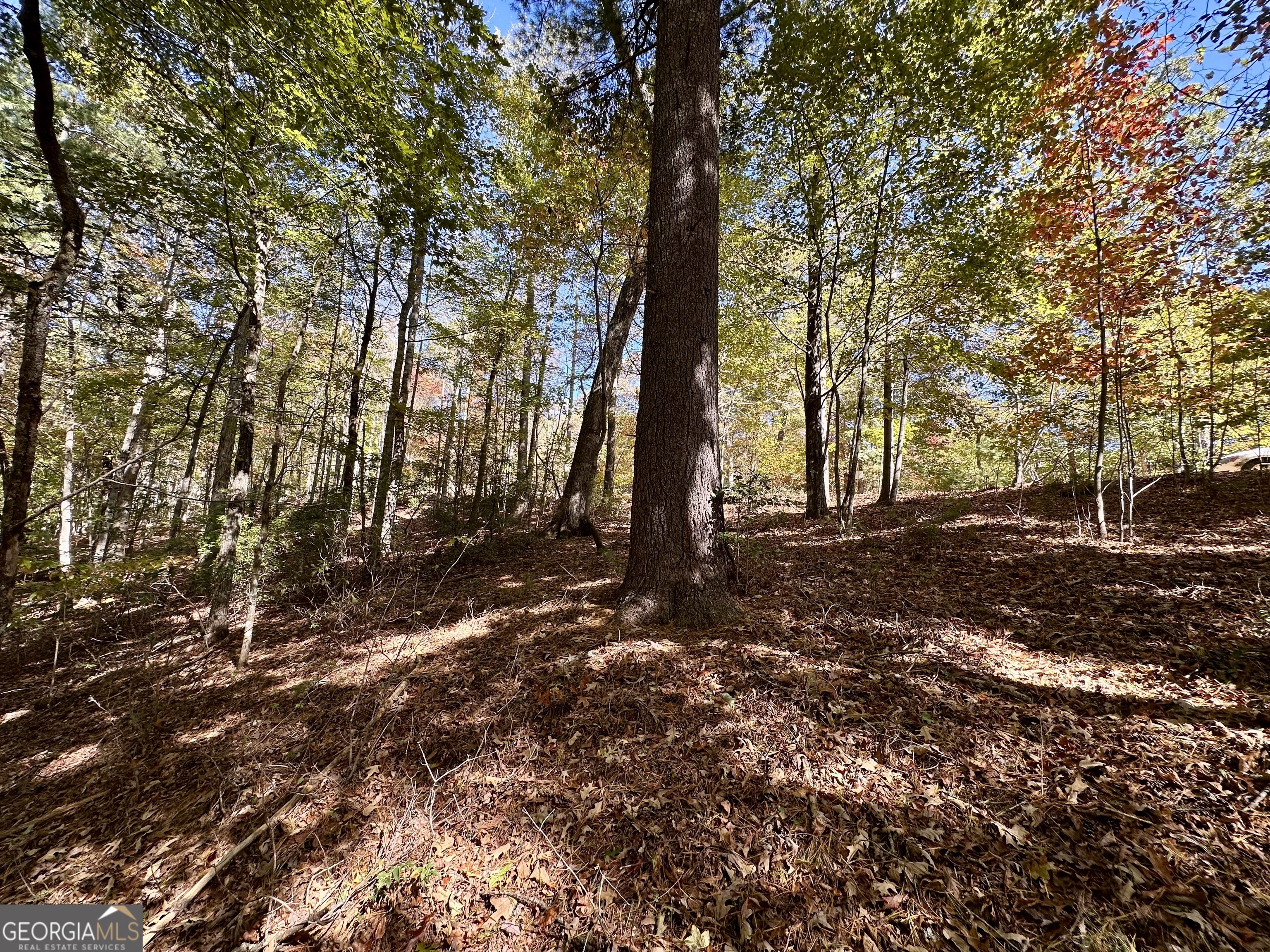 0 Forked Leaf Road, Unit 29 Cleveland, GA 30528 - Photo 6 of 39 a backyard of a house with lots of green space