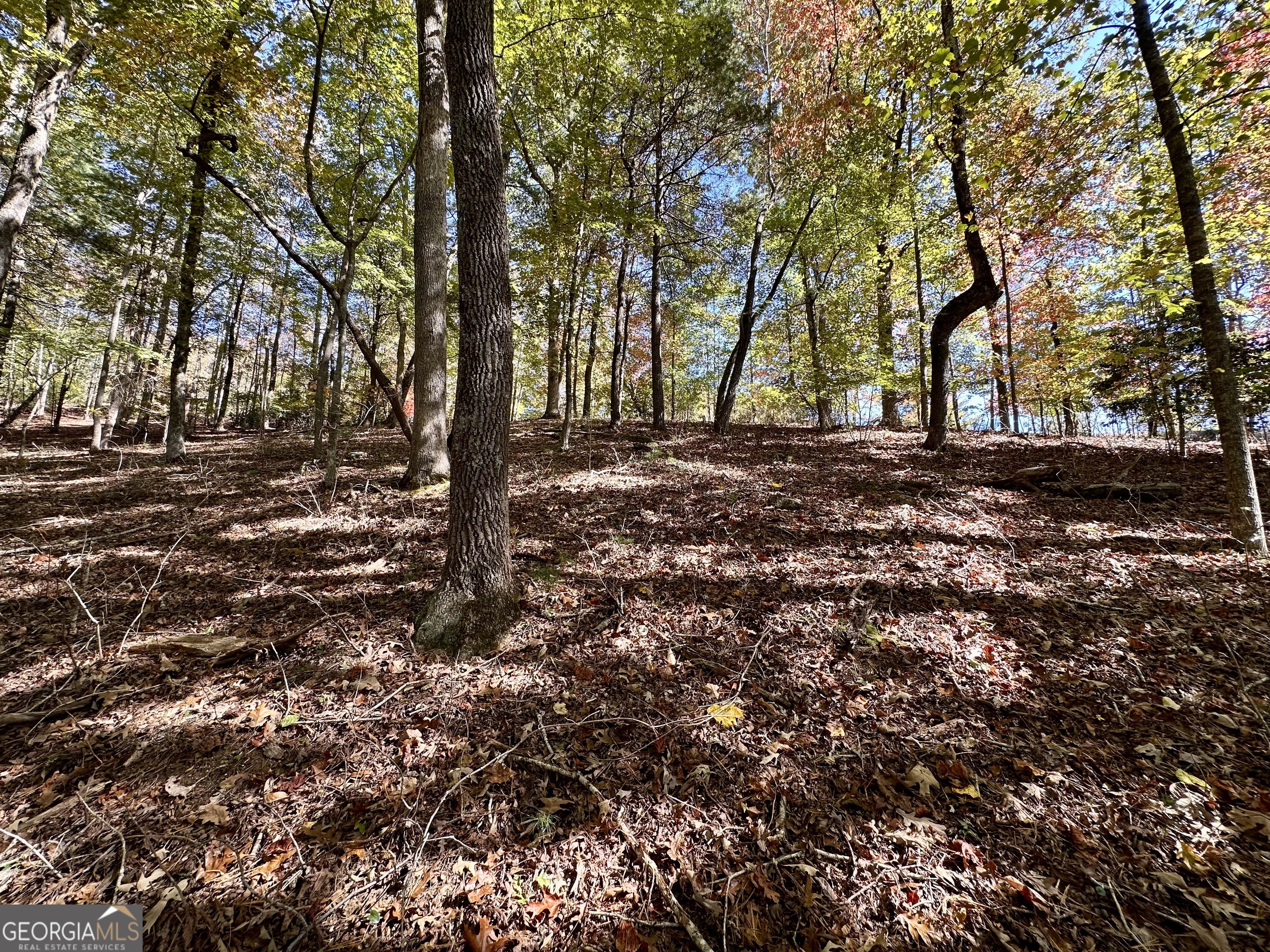 0 Forked Leaf Road, Unit 29 Cleveland, GA 30528 - Photo 7 of 39 a view of a forest with trees