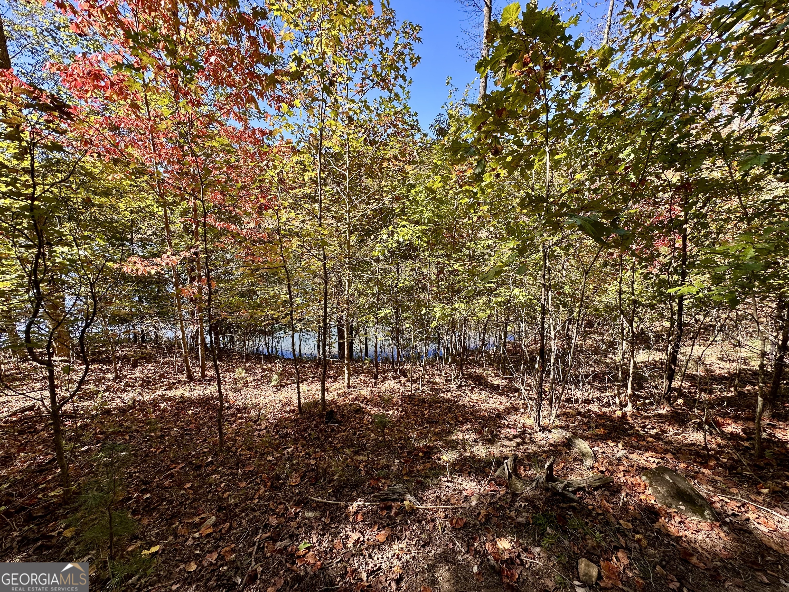 0 Forked Leaf Road, Unit 29 Cleveland, GA 30528 - Photo 8 of 39 a view of forest
