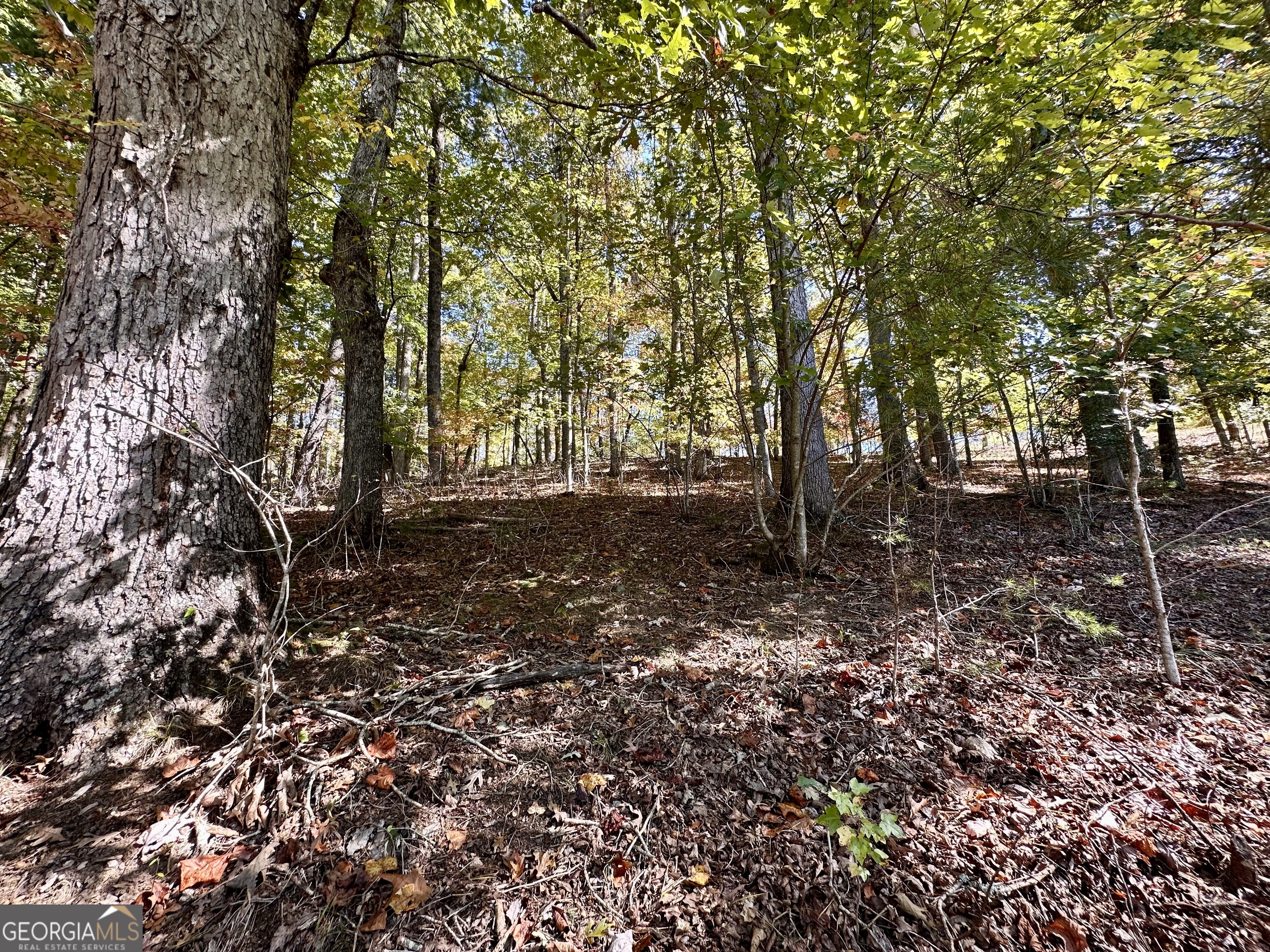 0 Forked Leaf Road, Unit 29 Cleveland, GA 30528 - Photo 9 of 39 a backyard of a house with lots of green space