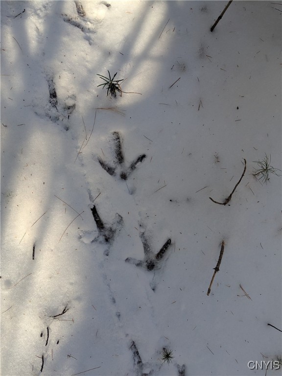 Bellingertown Road Forestport, NY 13338 - Photo 6 of 15