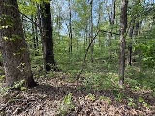 0 Garton Road Burns, TN 37029 - Photo 6 of 20 a view of a forest with trees