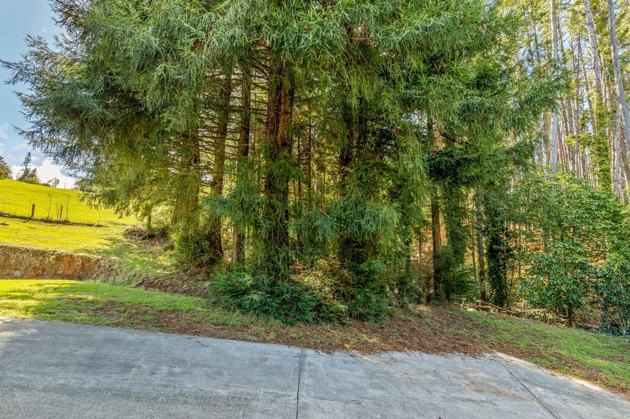 2640 Olinda Road Makawao, HI 96768 - Photo 25 of 49 a view of a yard with an trees