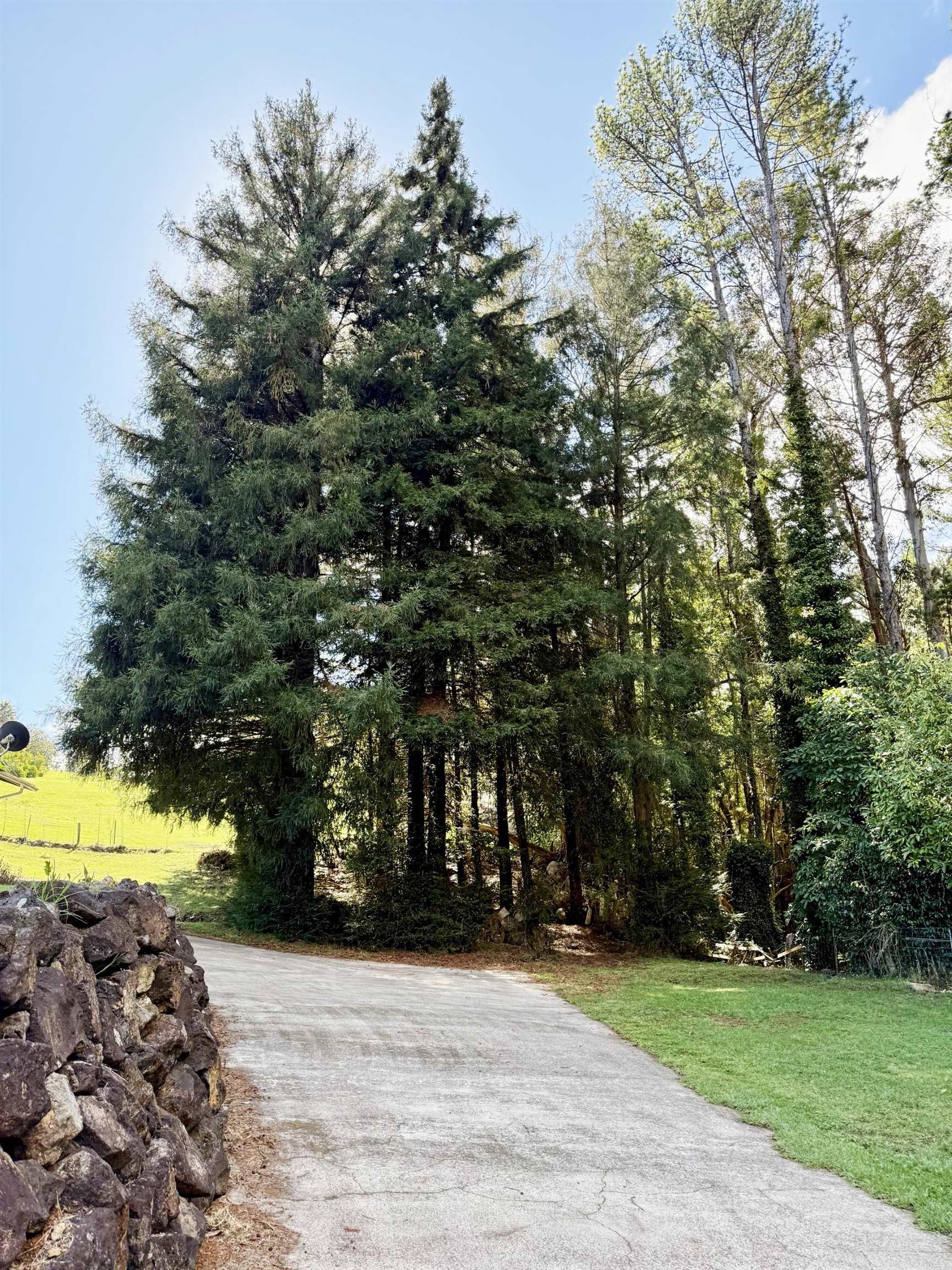 2640 Olinda Road Makawao, HI 96768 - Photo 36 of 49 a view of a trees in front of a building
