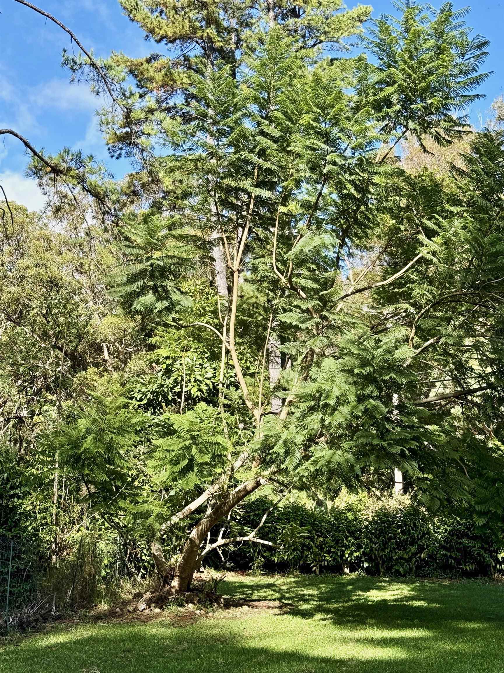 2640 Olinda Road Makawao, HI 96768 - Photo 38 of 49 a view of a yard