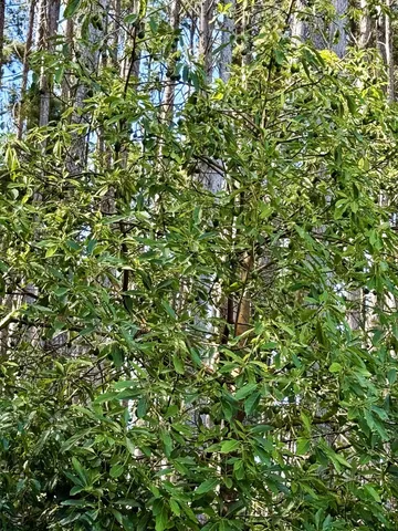 $1,900,000 | 2640 Olinda Road, Makawao, HI 96768