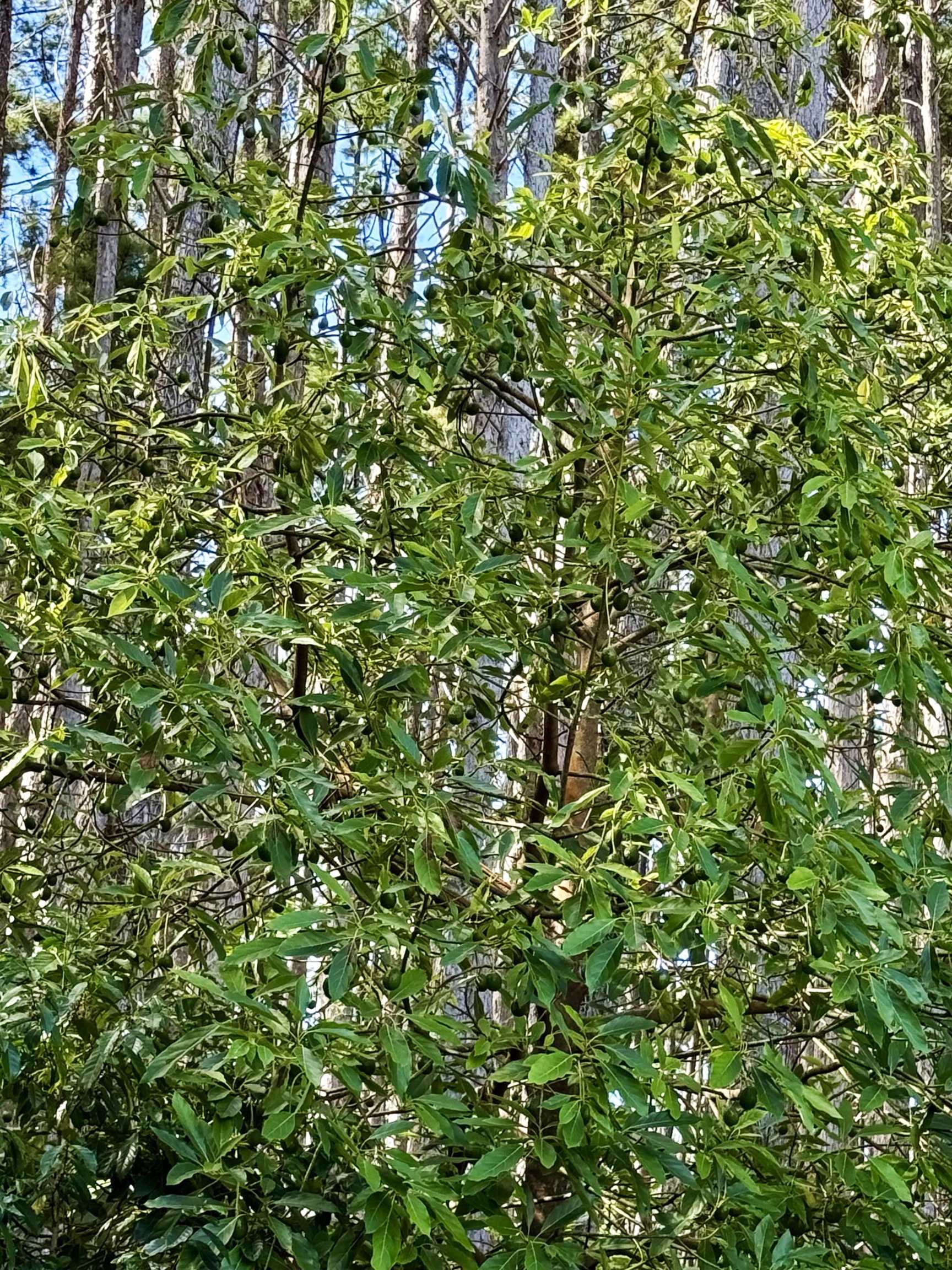 2640 Olinda Road Makawao, HI 96768 - Photo 47 of 49 a view of a small yard