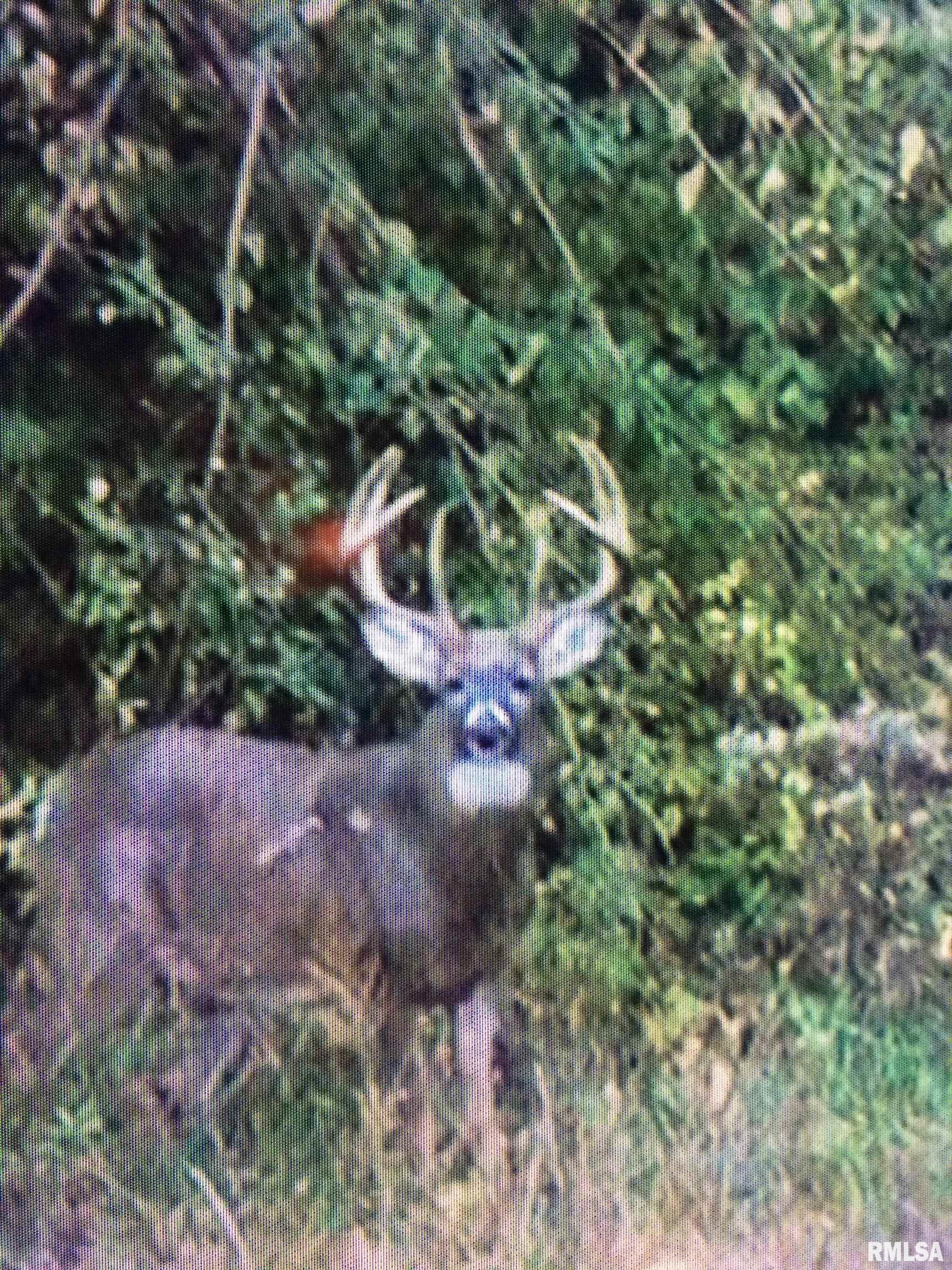 896 Northeast 1300 Street Roodhouse, IL 62082 - Photo 67 of 89