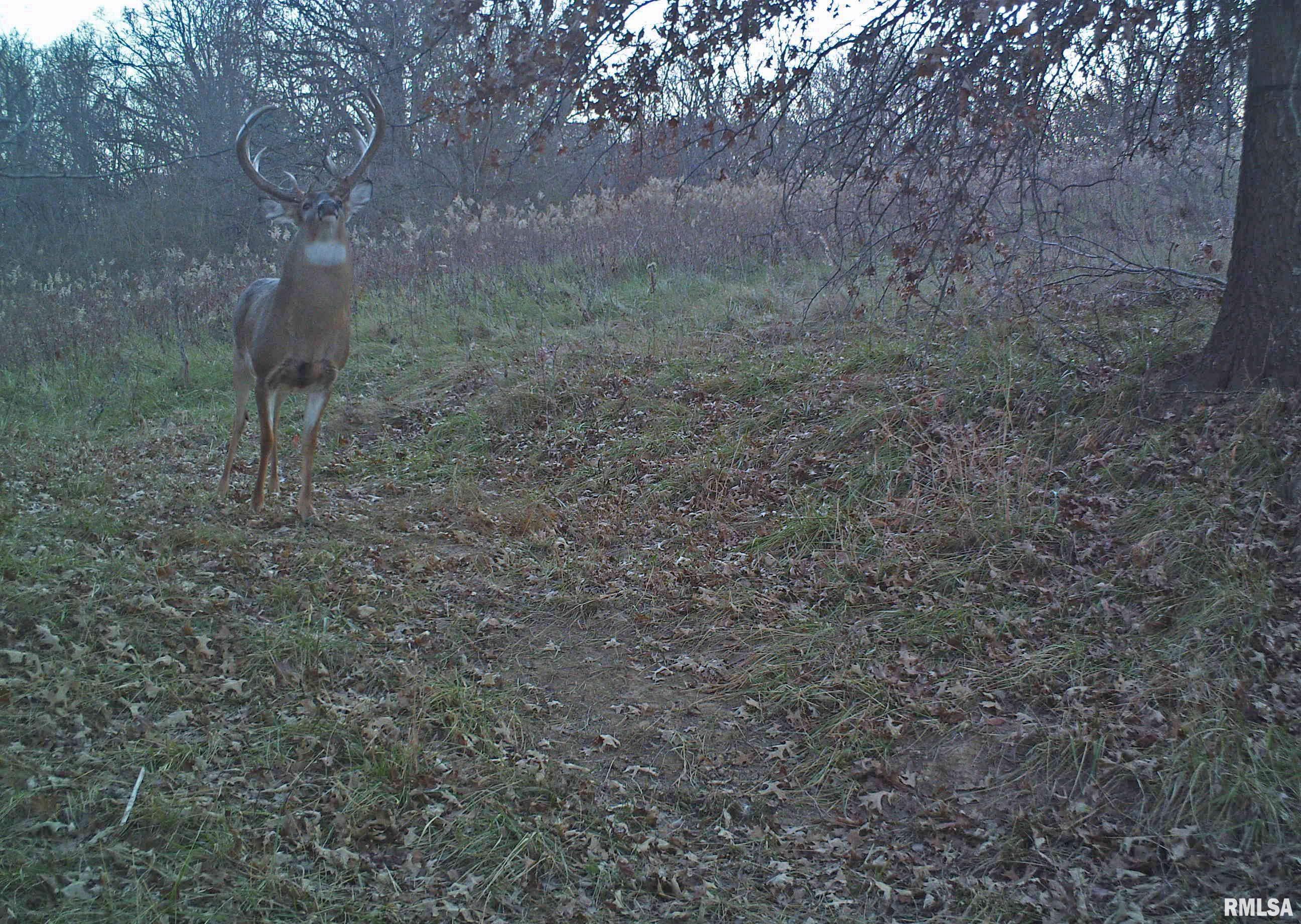 896 Northeast 1300 Street Roodhouse, IL 62082 - Photo 74 of 89