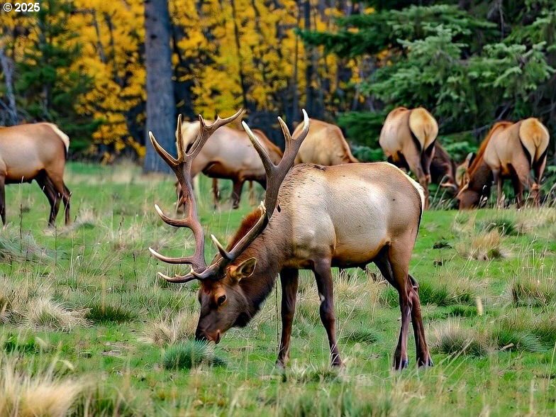 37555 Hauger Mountain Lane Seaside, OR 97138 - Photo 5 of 32 a view of a backyard