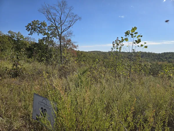 a view of a plants