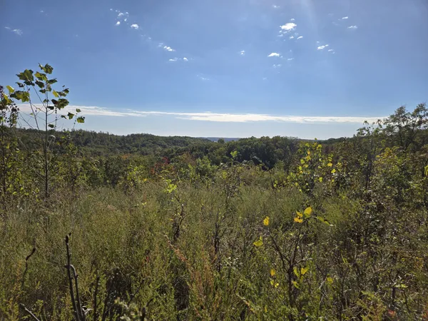 a view of a bunch of trees in a field