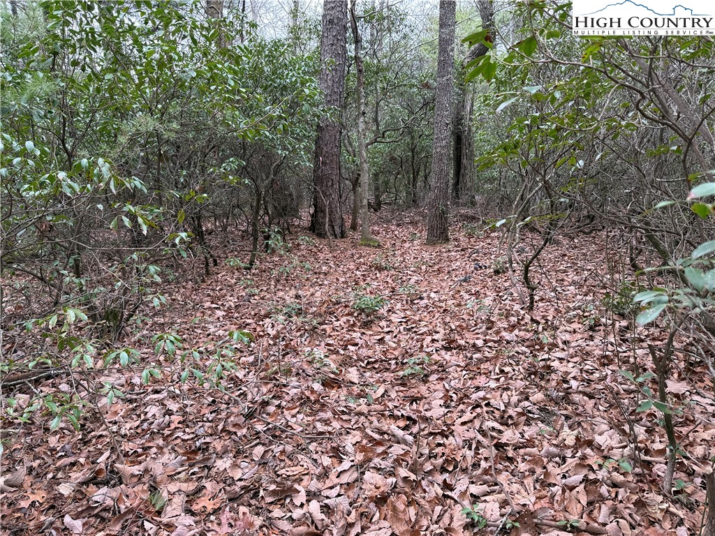 Lot 82 Deer Antler Road Purlear, NC 28665 - Photo 12 of 41 a view of a forest with trees