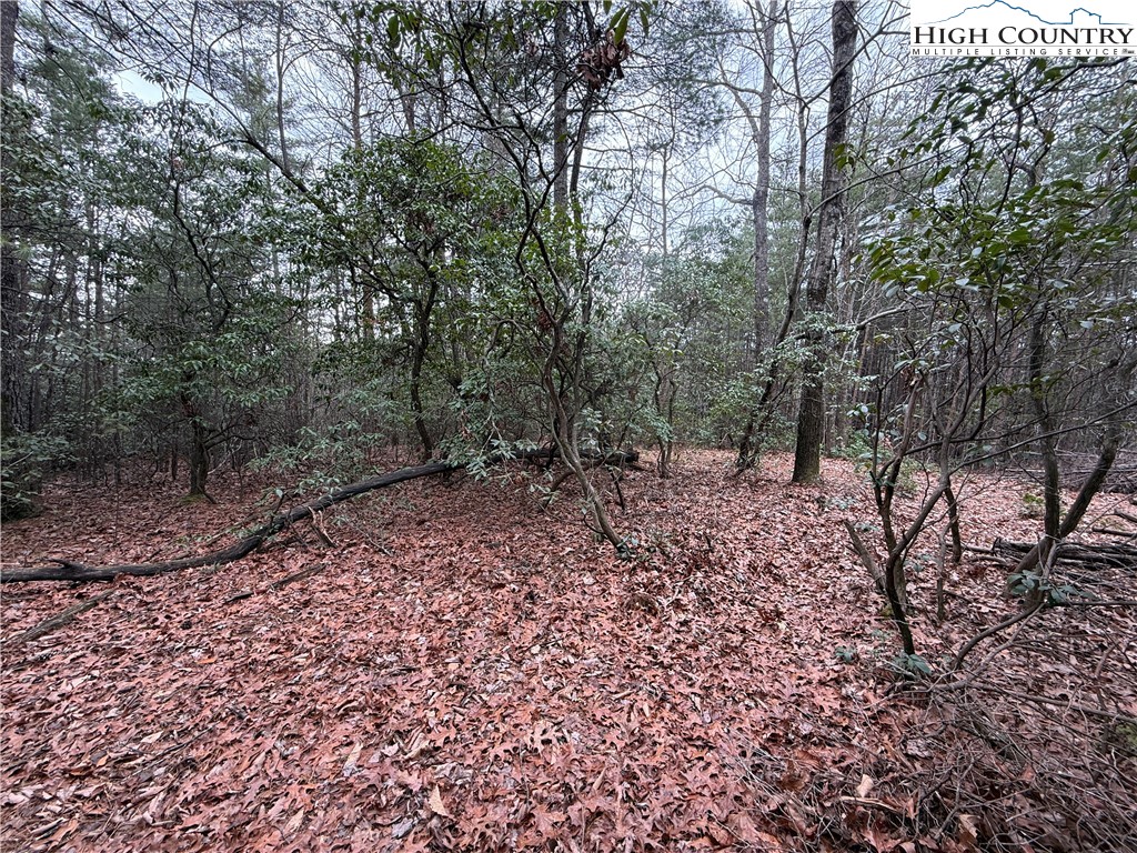 Lot 82 Deer Antler Road Purlear, NC 28665 - Photo 13 of 41 a view of a forest filled with trees