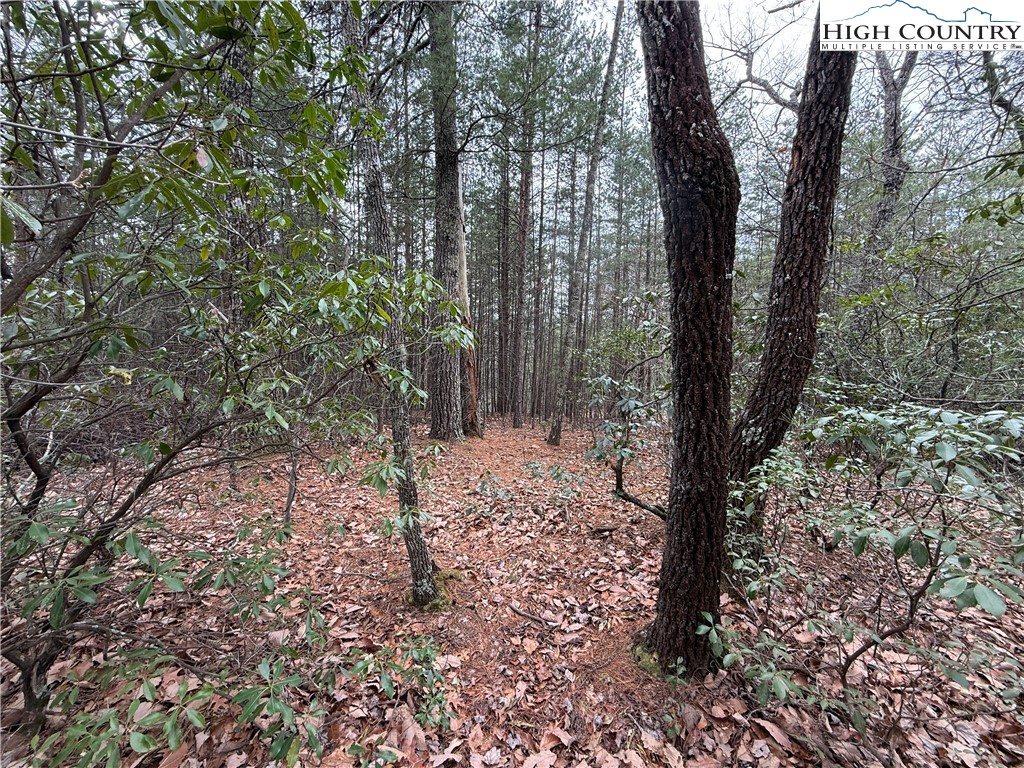 Lot 82 Deer Antler Road Purlear, NC 28665 - Photo 6 of 41 a view of a forest filled with trees