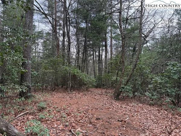 a view of a forest with trees in the background